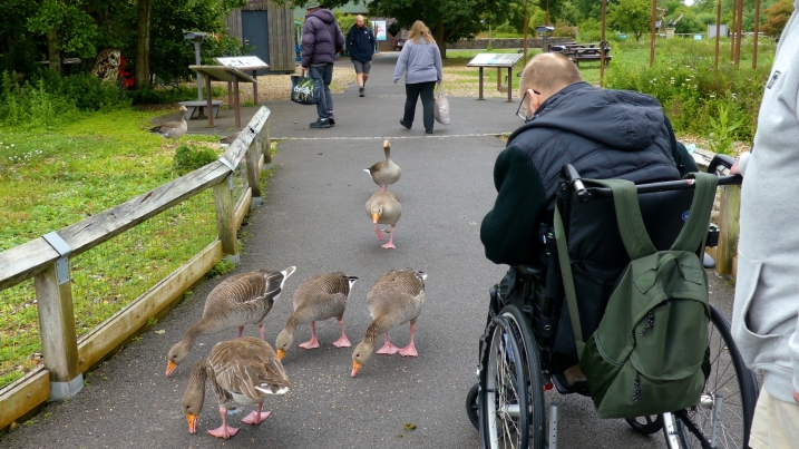 Slimbridge 2.jpg